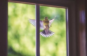 Птица-залетела-в-окно-приметы-и-суеверия