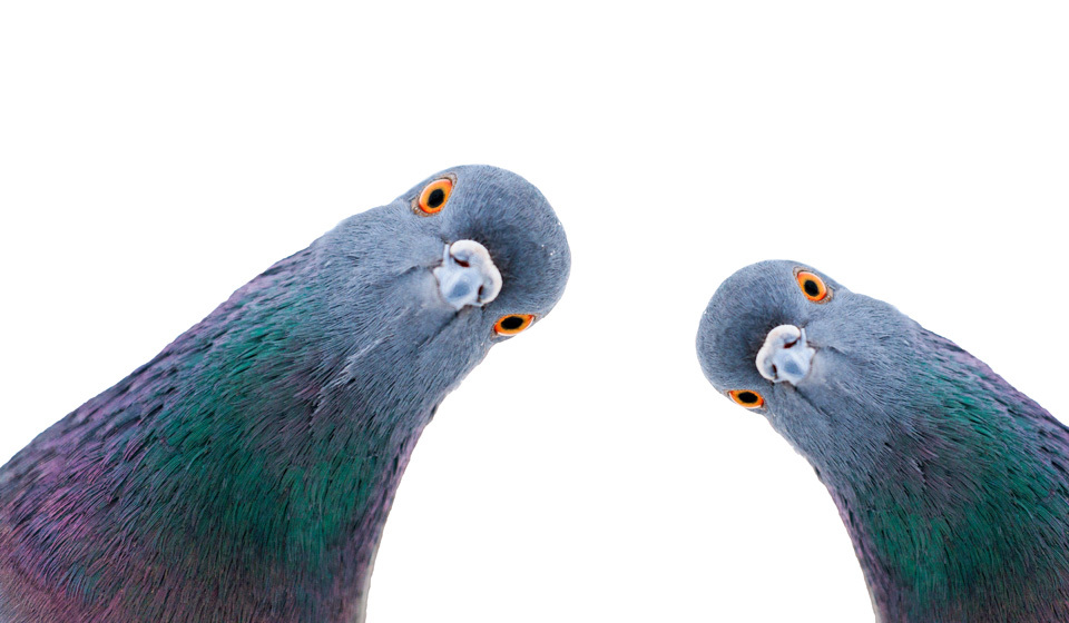 11 хороших и плохих примет и суеверий о голубях — символе мира и любви